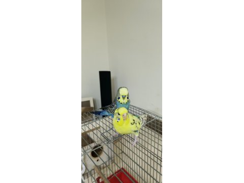 Sağlıklı Çift Muhabbet Kuşu