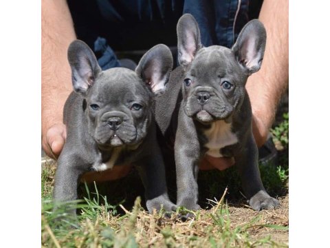 French Bulldog Yavruları