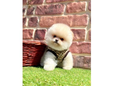 Safkan Pomeranian Boo Yavrularımız