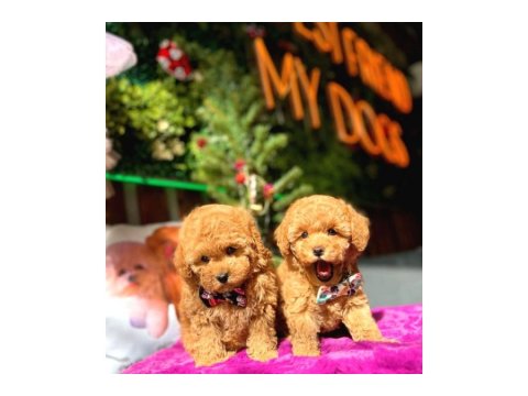 Toy Poodle Yavru Köpeklerim