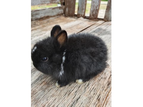 Hollanda Cüce Tavşanı Yavrular