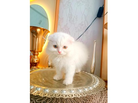 Kar Beyaz Scottish Fold Yavrularımız