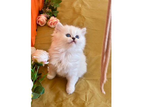 British Longhair Silver Dişi Yavru