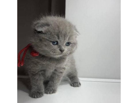 Ruhsatlı İşletmeden Evraklı Scottish Fold Bebekler