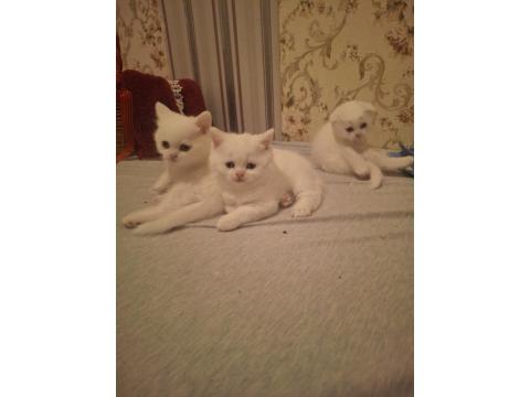 Mutlu Sağlıklı Safkan Scottish Fold Bebekler Yeni Ailelerine Hazırlar