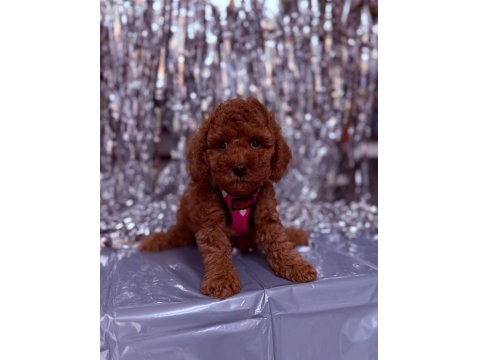 Sevimli Minik Poodle Yavrular