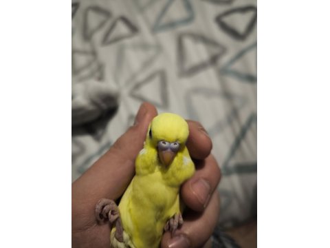 45 Günlük Muhabbet Kuşu Yavrular