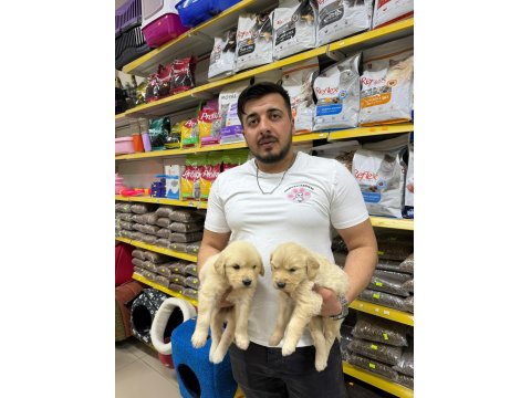 Golden Retriever Adrese Teslim Ve Kapıda Ödeme Mevcut