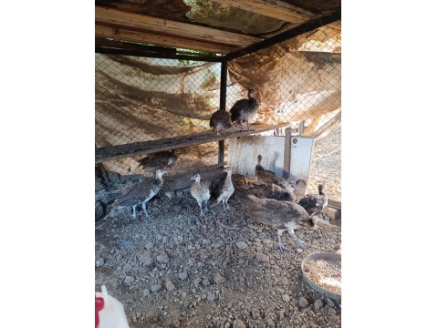 Hobi Olarak Baktığımız Tavus Kuşları