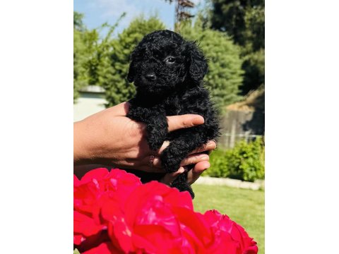 Siyah Poodle Bebekler