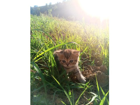 British Shorthair Yavru Kedimiz