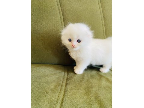 Scottish Fold Pamuk Prenseslerim