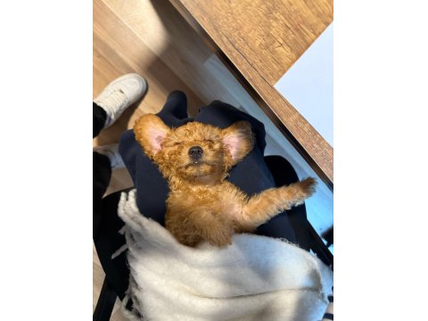 Yavru Toy Poodle Köpeği