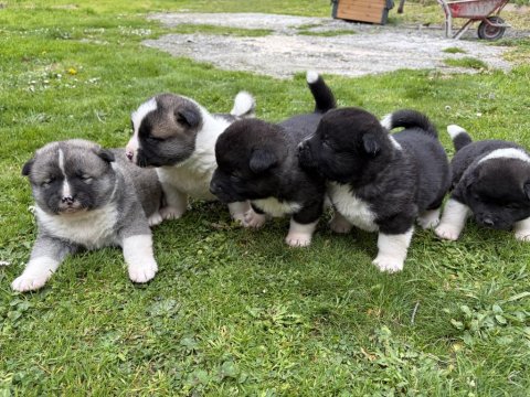 Orjinal Safkan A Kalite Amerikan Akita Yavruları