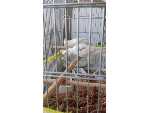 45 Günlük Sultan Papağanı Yavrular