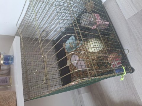 Kafesi Ve Eşyalarıyla Guinea Pig