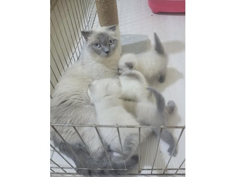 British Shorthair Blue Point Bebişler
