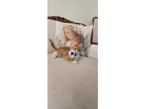 Ücretsiz Bebek Kediler