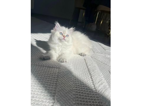 Show Seviye British Prenses