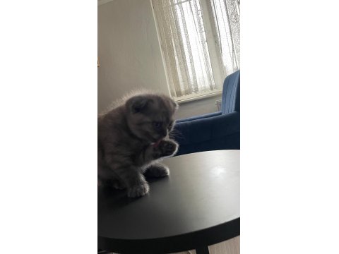Scottish Fold Kediler