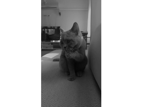 Peri Kızım British Shorthair