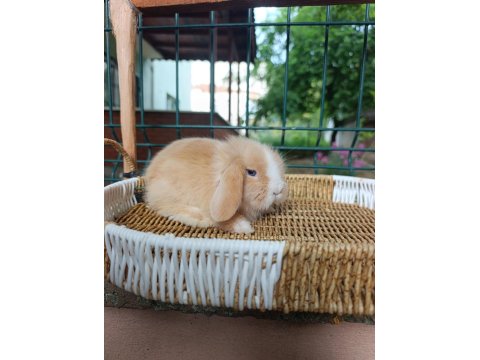 Orjinal Hollanda Teddy Lop Tavşanı Yavrular