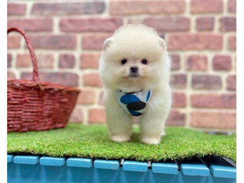 Safkan Pomeranian Boo Köpeklerimiz