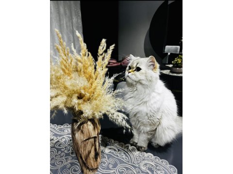 British Longhair Kedilerime Yeni Yuva Arayışındayım