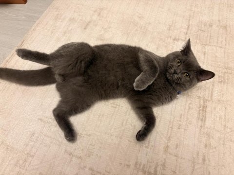6 Aylık British Shorthair Oğlumuzu Sahiplendiriyoruz