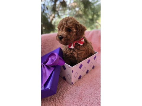 Yavru Poodle Köpekler Sağlık Ve Irk Garantilidir