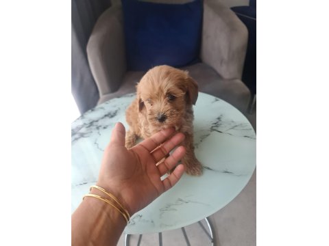 Teslime Hazır Tuvalet Eğitimli Maltipoo Minnaklarım