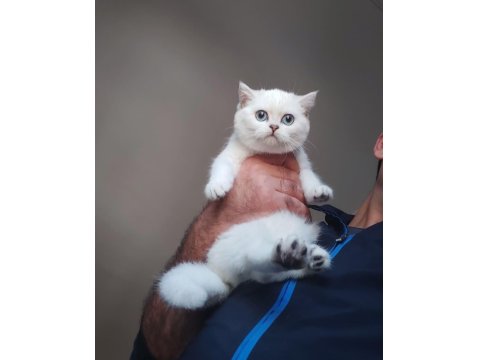 British Shorthair Kedisi Yavruları