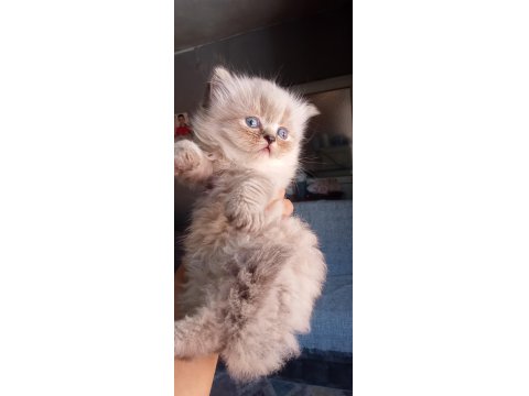 British Ve Scottish Minnoşlar