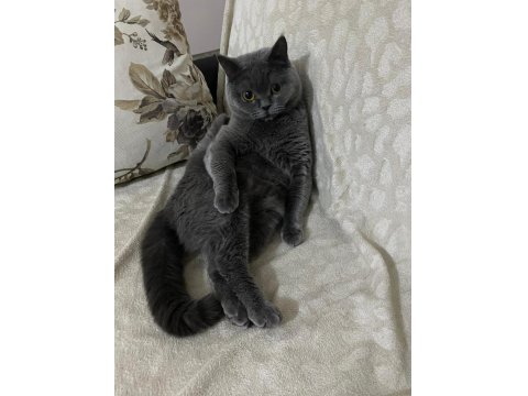 Çok Sevecen British Shorthair Uysal Ev Kedisi