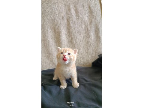 Yuvaya Değil, Bir Kalbe Misafir Olacak Golden Erkek British Yavru Rezervasyona Açıldı