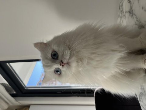 Güzel British Longhair Kızımıza Yeni Yuva Arıyoruz