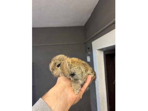 Hollanda, Mini Ve Cüce Tavşanlar Her İle Gönderilir