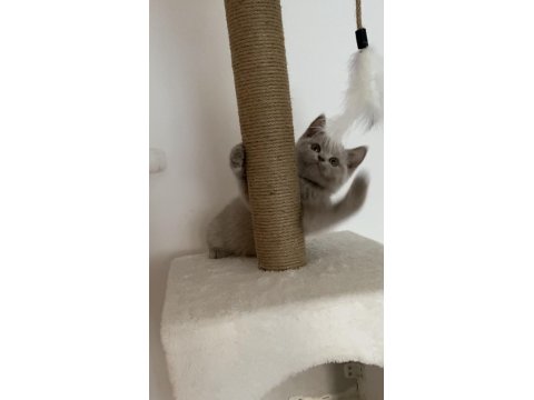 Safkan British Shorthair Lilac Solid Erkek