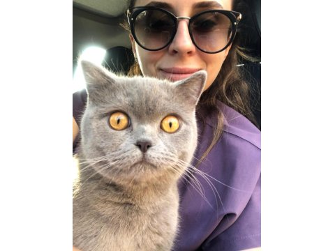 Kısırlaştırılmış British Shorthair 4 Yaşında