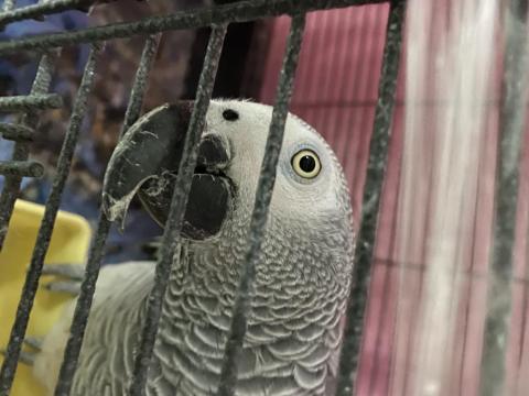 Üst Düzey Jako Papağanı 4 Yaşında