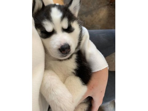 Husky Mavi Gözler İle Kalpleri Çalar