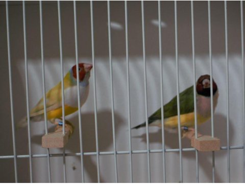 Gökkuşağı İspinozu - Gouldian Finch