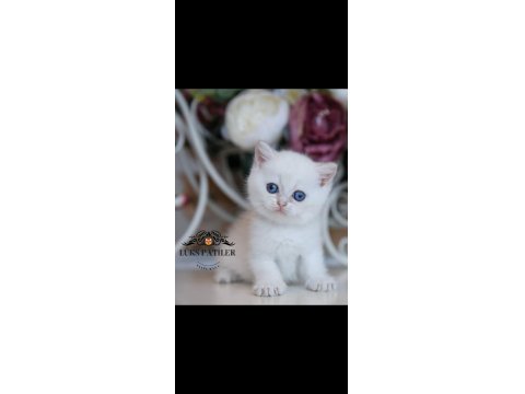 Beyaz Melek Silver British Shorthair Ns133