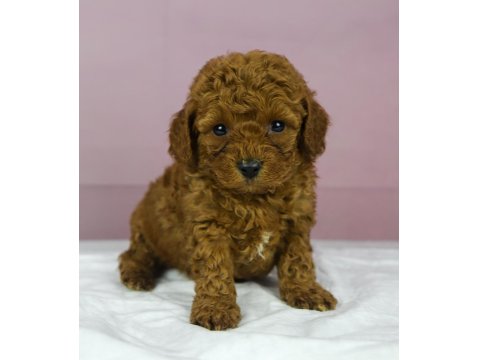 Mini Boy Red Toy Poodle Bebeğim