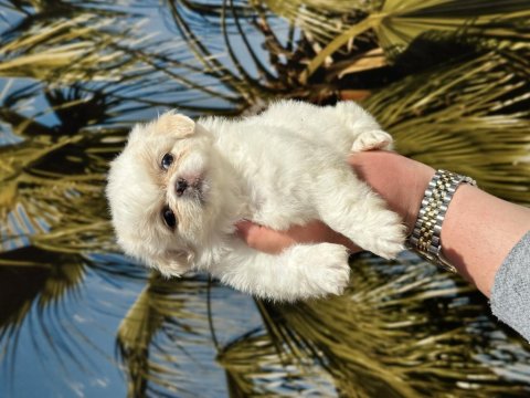 Irk Ve Sağlık Garantili Mini Ev İçin Pekinez Bebekler