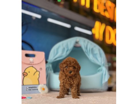 Toy Poodle Irk Ve Sağlık Garantili