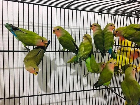 Sevda Cennet Papağanı Yavrular