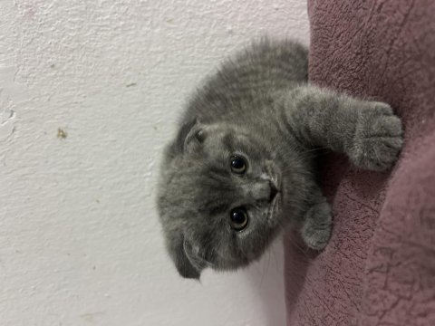 Scottish Fold Blue Point Bebekler