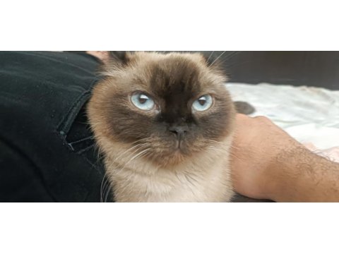 British Siyam Kırması 2 Saf Irk