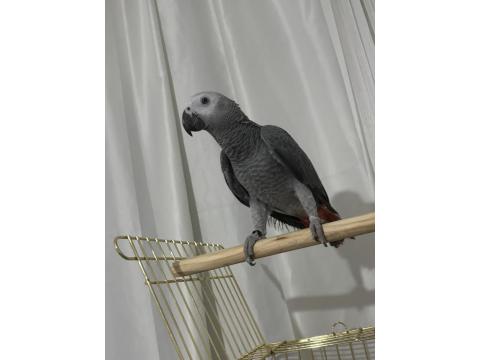 2025 Bilezikli Evcil Jako Papağanı